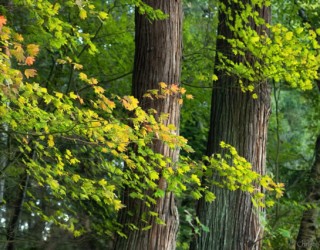 First Signs of Autumn