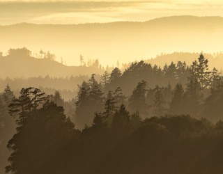 Golden Afterglow Fog