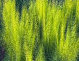 Spring Green Emergence