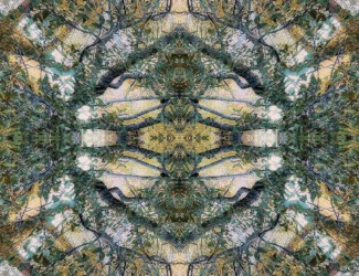 Forest Fantastic Project