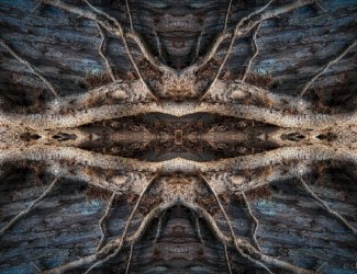 Forest Fantastic Project