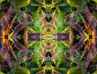 Forest Fantastic Project