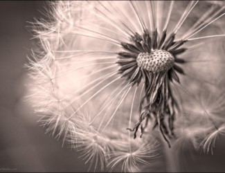 Dandelion