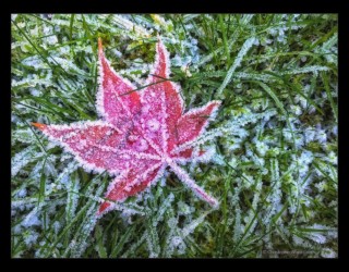 Hoar Frost Maple Leaf