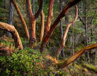 Arbutus