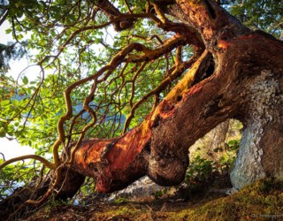 Arbutus Tree