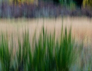 Autumn Grasses