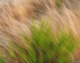 Autumn Grasses