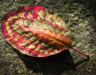 Cotinus leaf