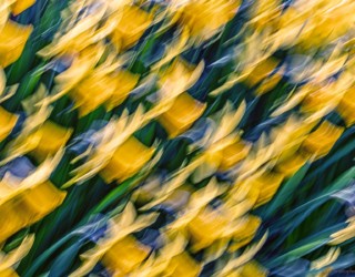 Daffodils