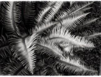 Fern Study