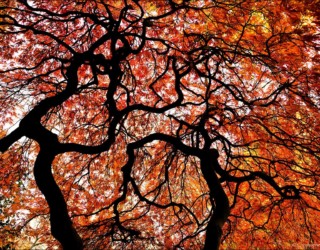 Japanese Maple
