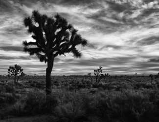 Joshua Tree