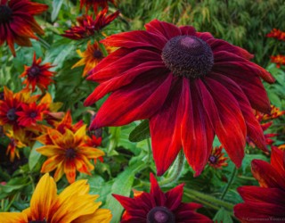 Rudbeckia