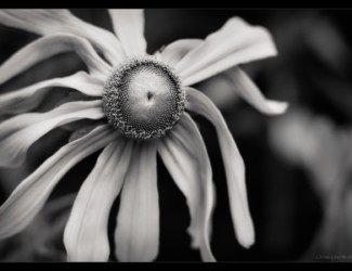 Rudbeckia Irish Eyes