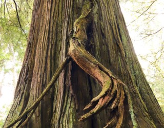 Stanley Park Monsters
