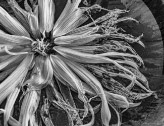 Even in Decay There is Still Beauty