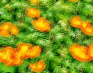 Wild Poppies