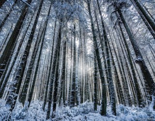 Winter - Stanley Park